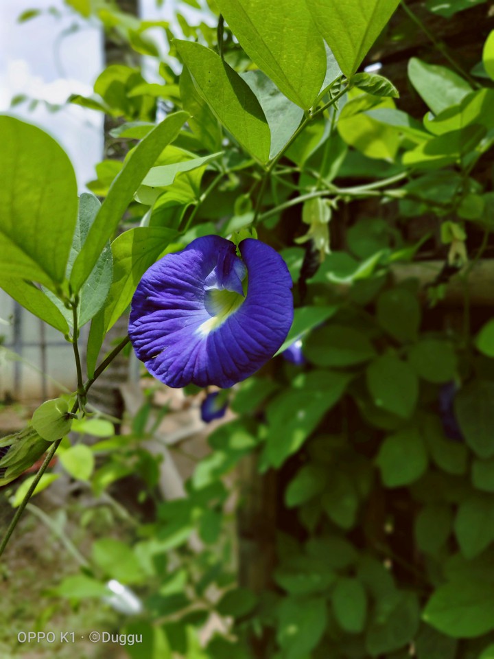 palace flower natural