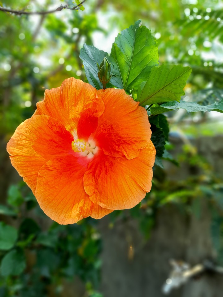 flower