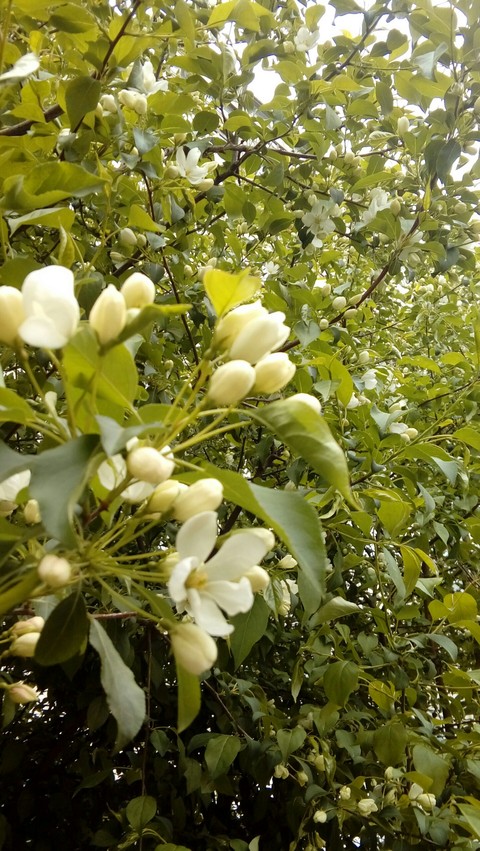 blossom, 樹枝桌布