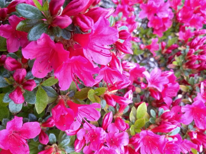 Pink flowers