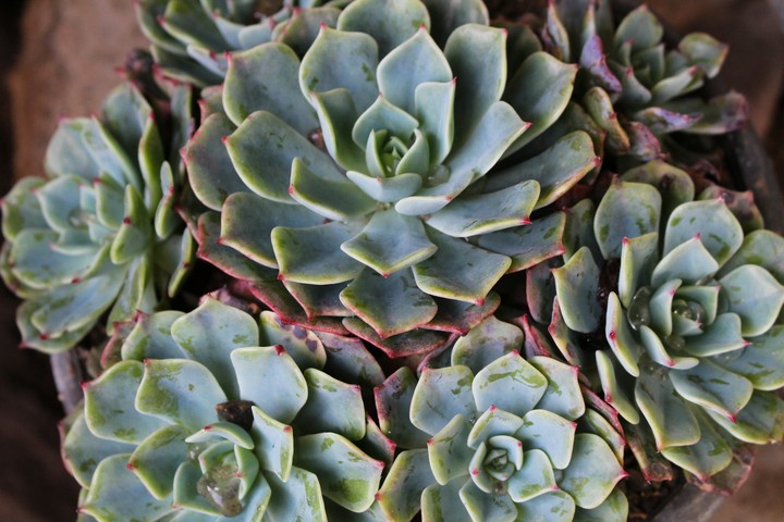 succulent.