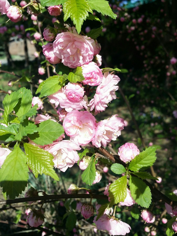 spring