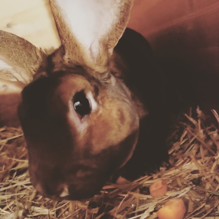 Weichfell Hase ?