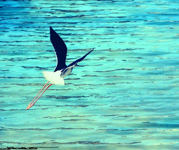 flying