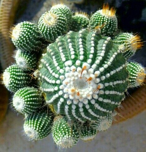Cactus