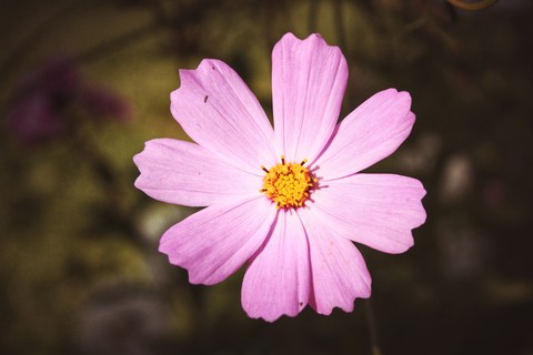 flora, flower háttérképek