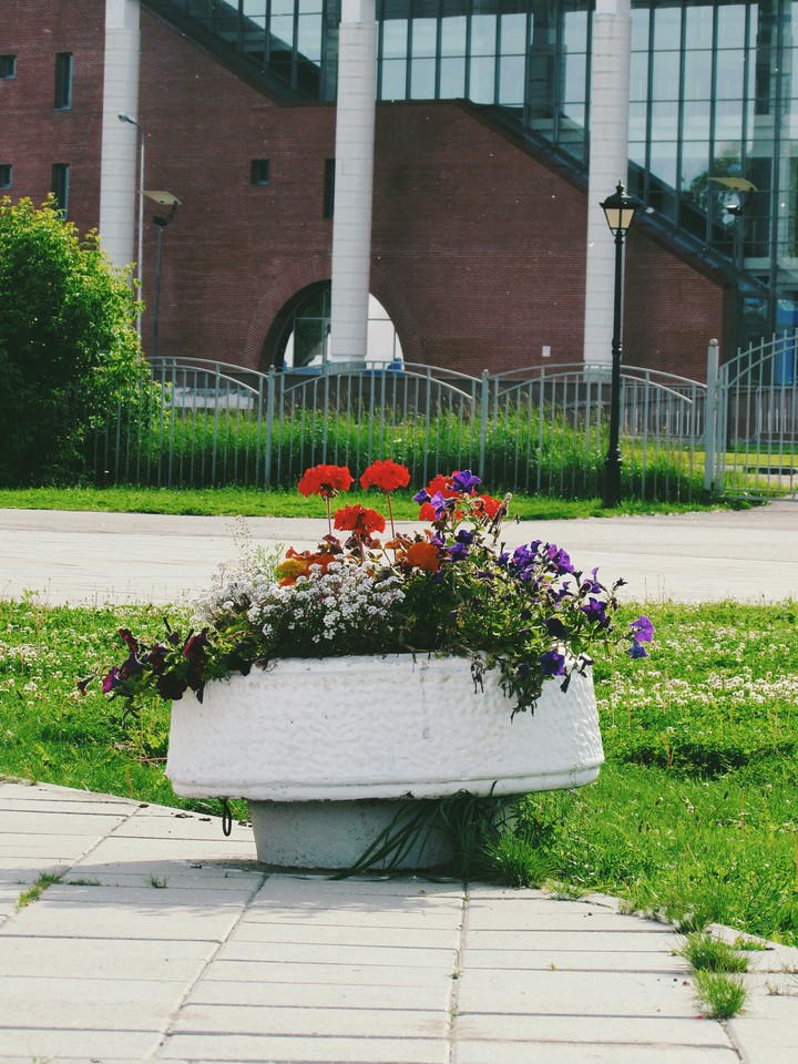 Flowers
