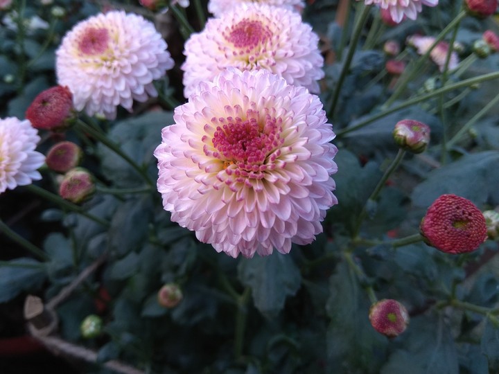 Chrysanthemum