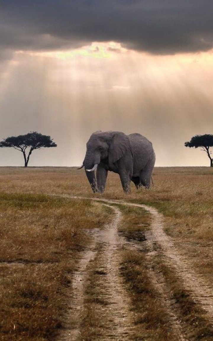 Elephant