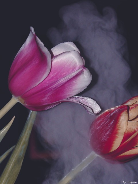 tulips