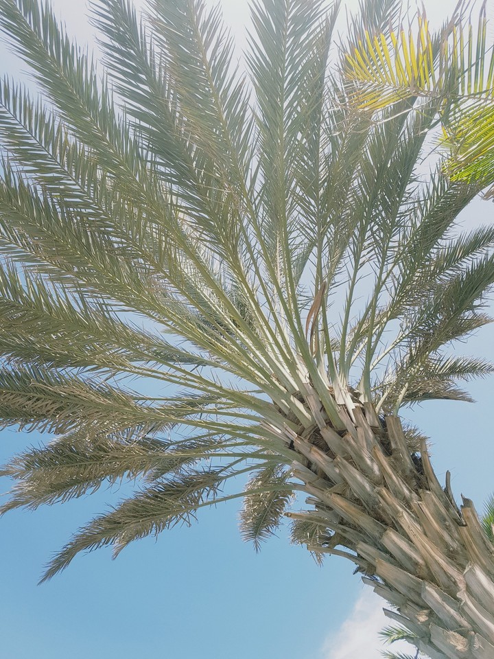 Dakar palmtree