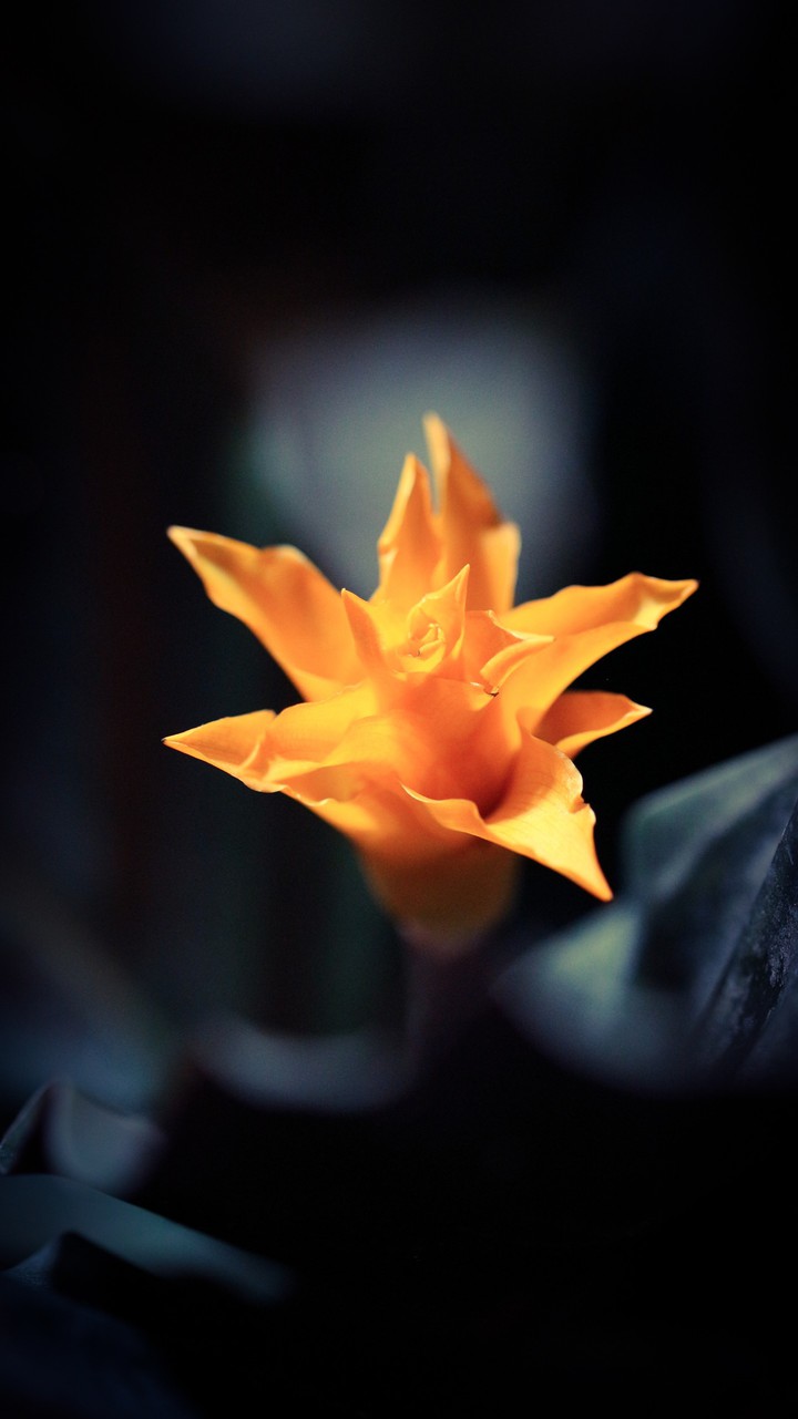 Magic yellow flower