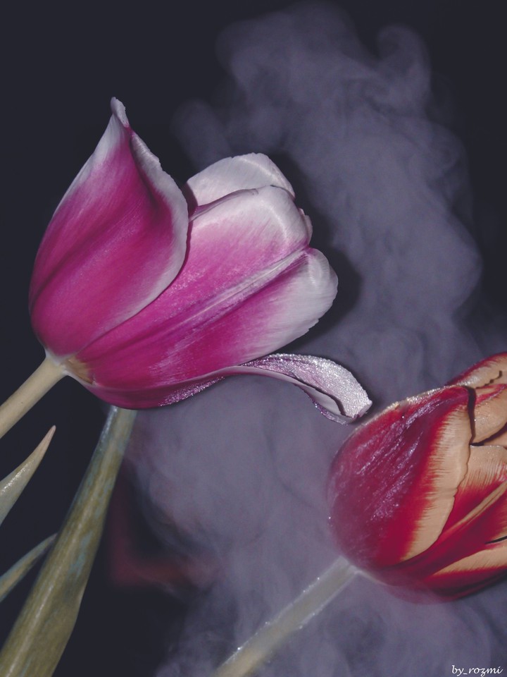 tulips