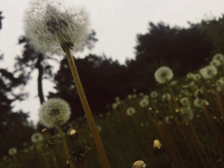 dandelions