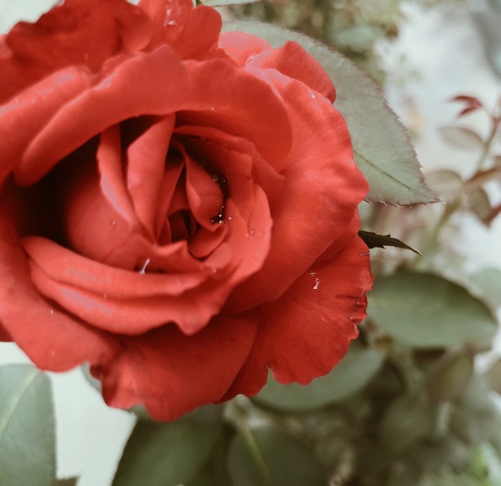 Rose 