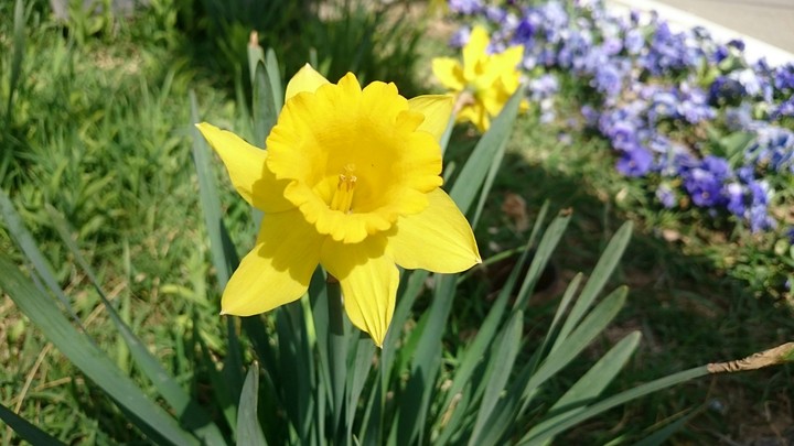 flower
