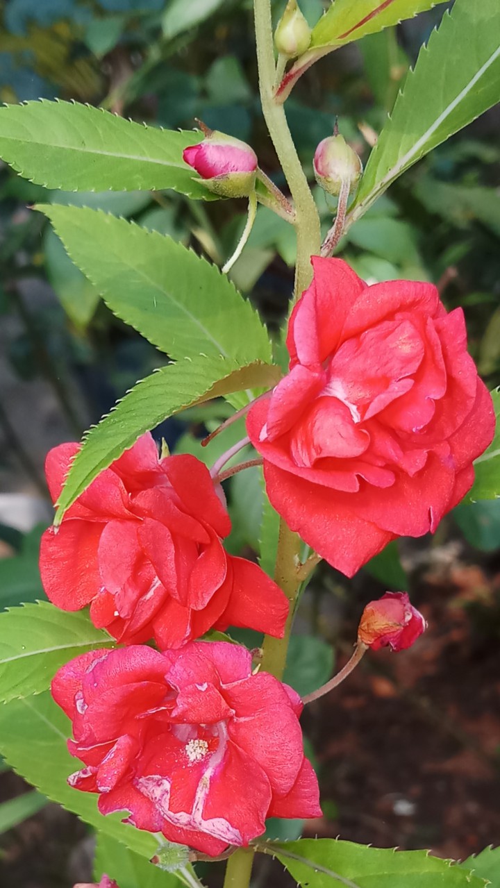 flowers