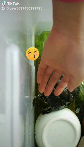 거북이는 배고파!