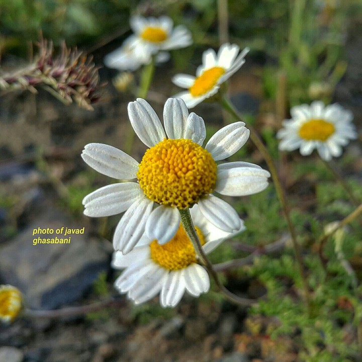 spring Flower - mobile photography
