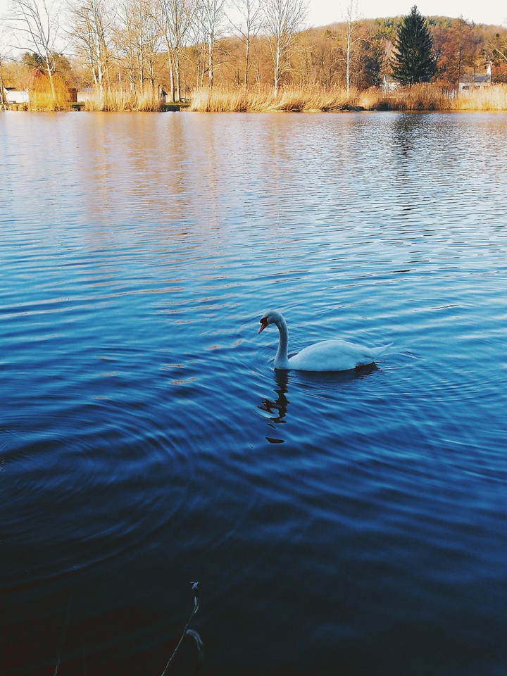 Swan