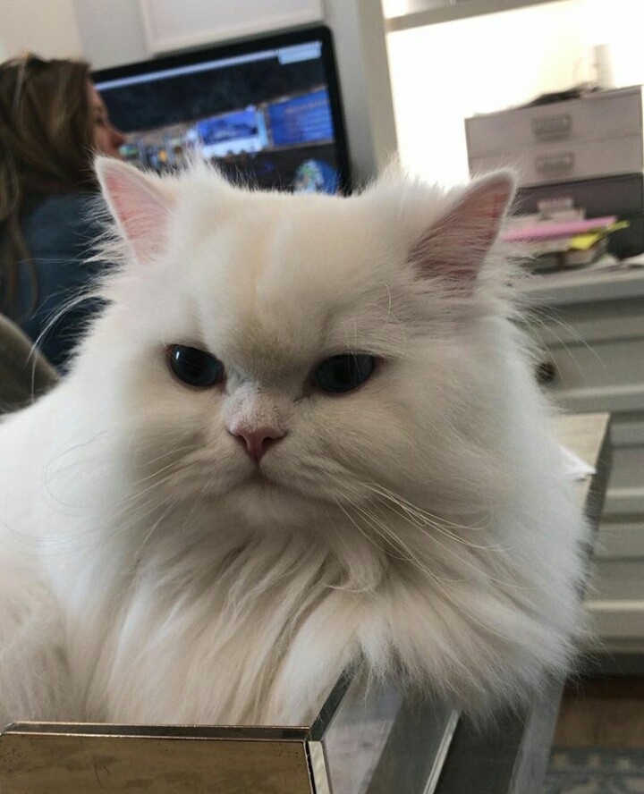 SnowBelle