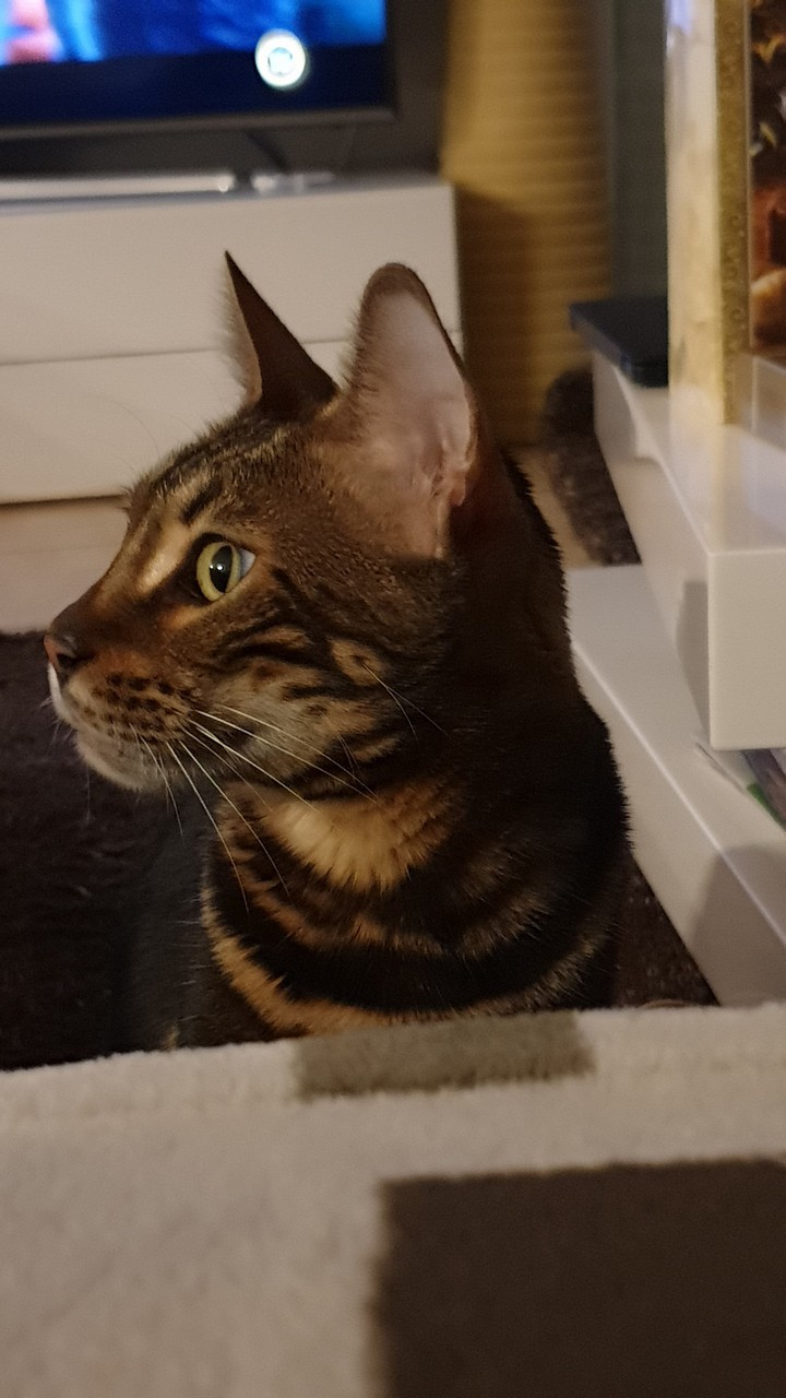 bengali cat Picasso