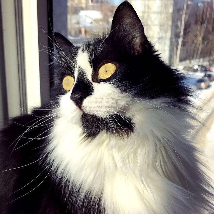 cat