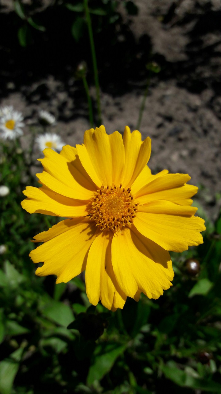 Yellow flowers