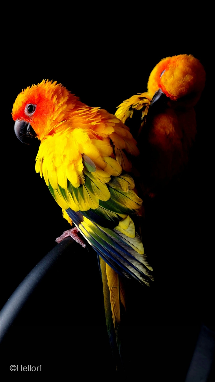 PARROT