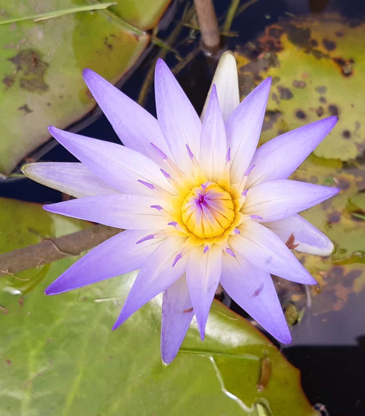 Flor de loto ?