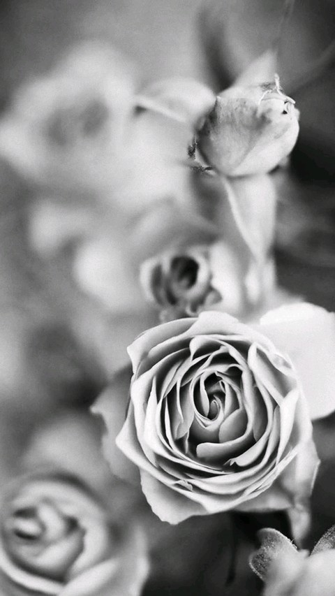 tapety petal, flora