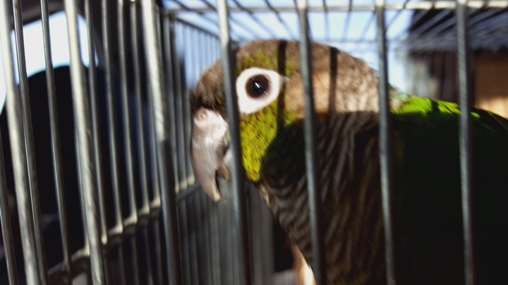 Caged conure