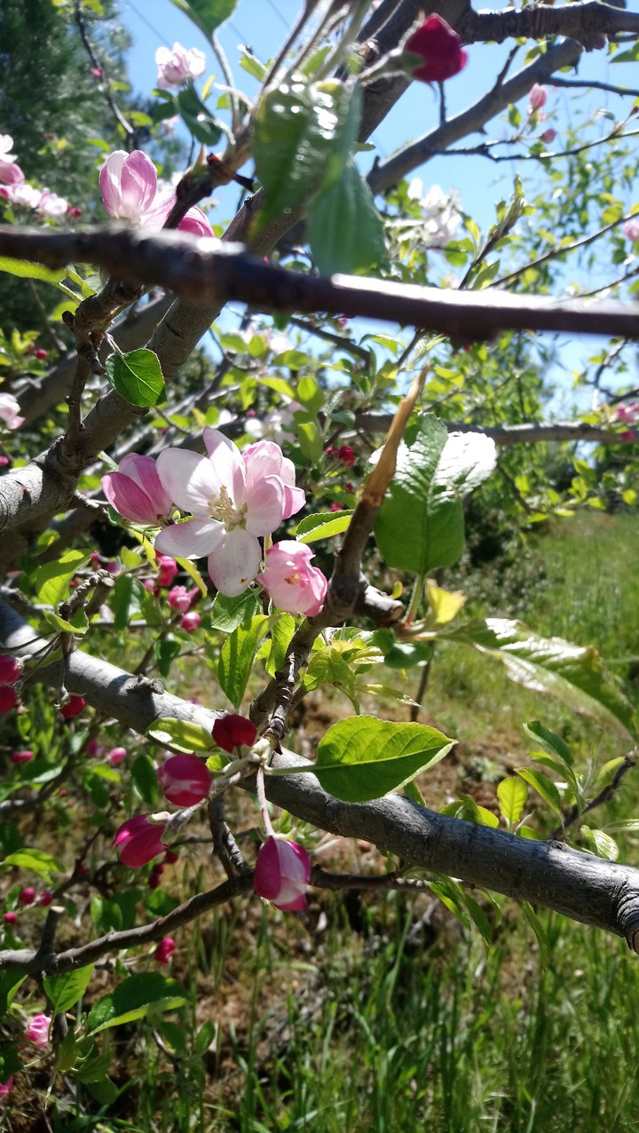 Spring in Greece