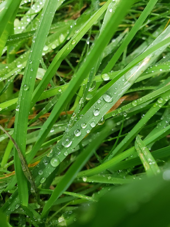 dew