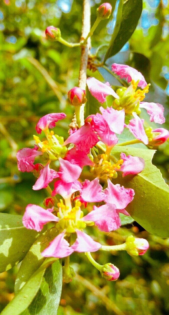 flower