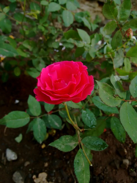 fresh rose