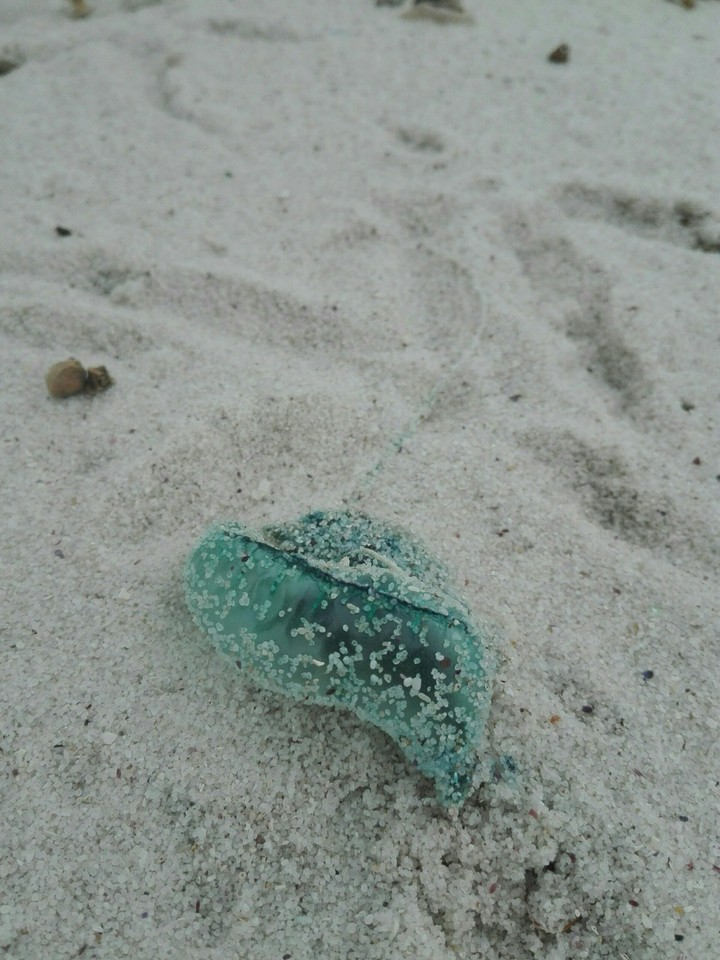Portugese man of war
