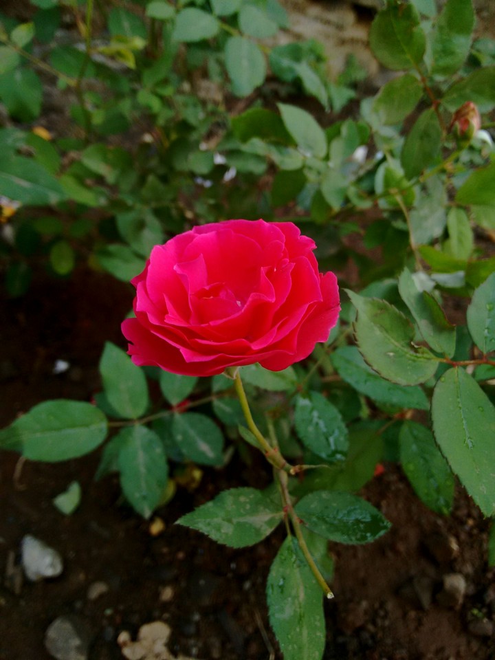 fresh rose