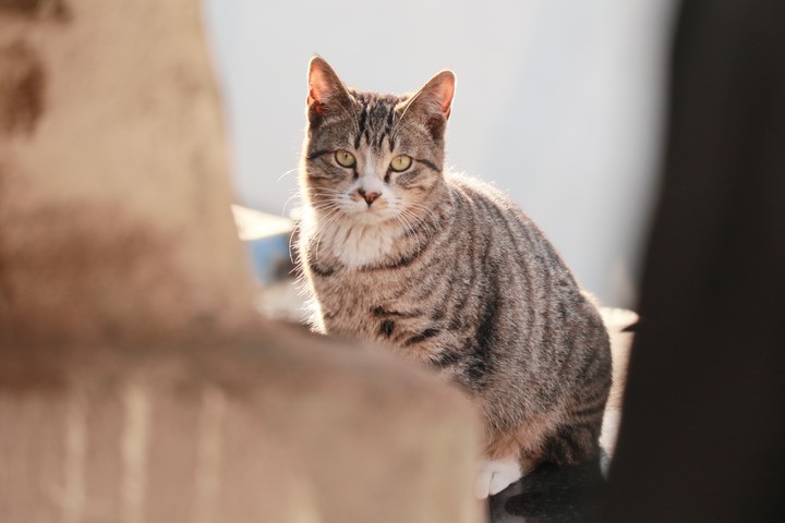길고양이