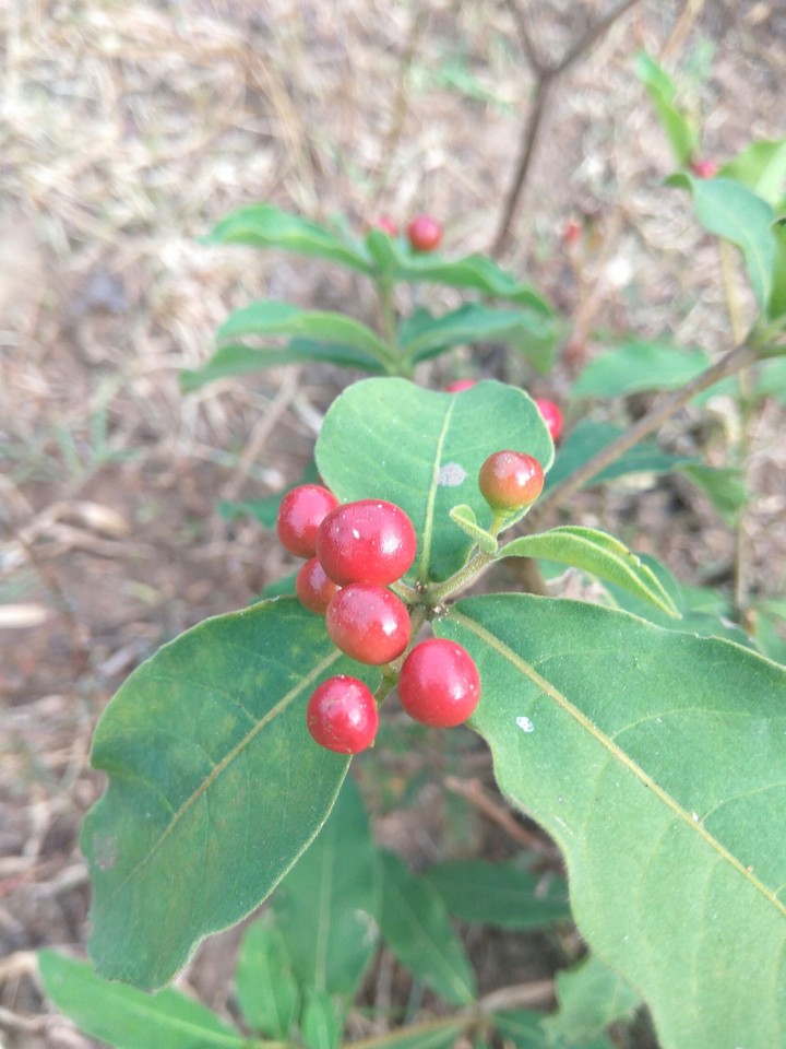 Red berry forest