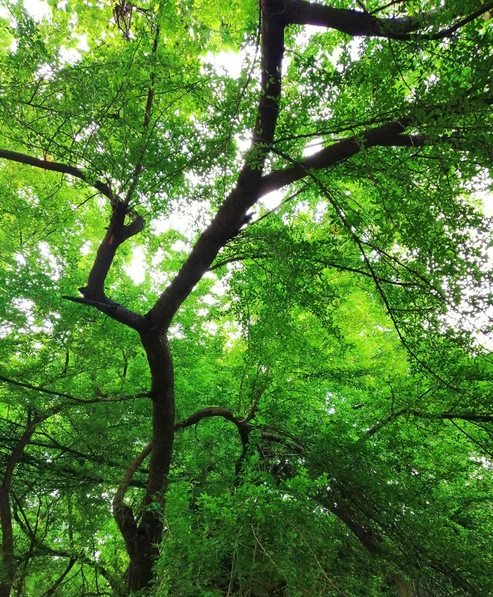 nature