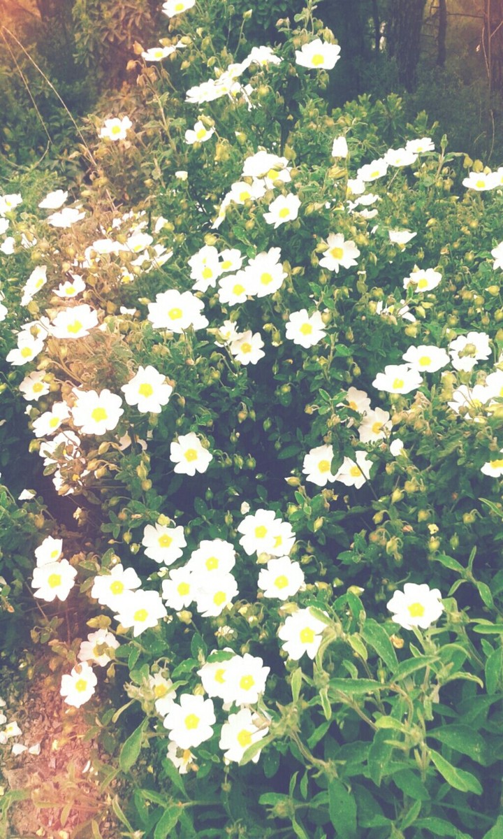 flower