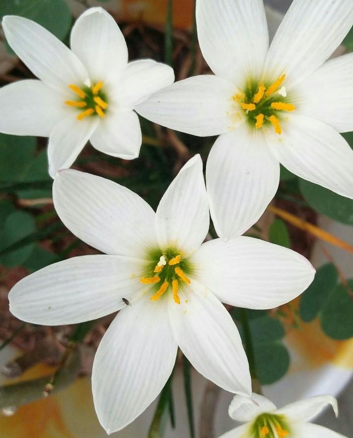 white flowers