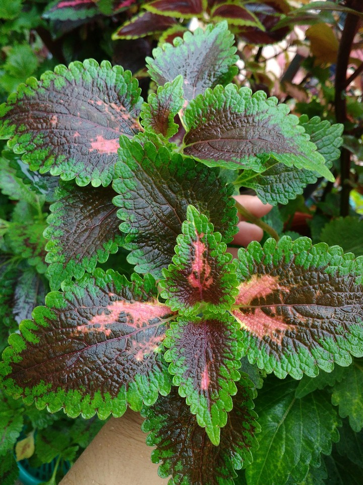 coleus