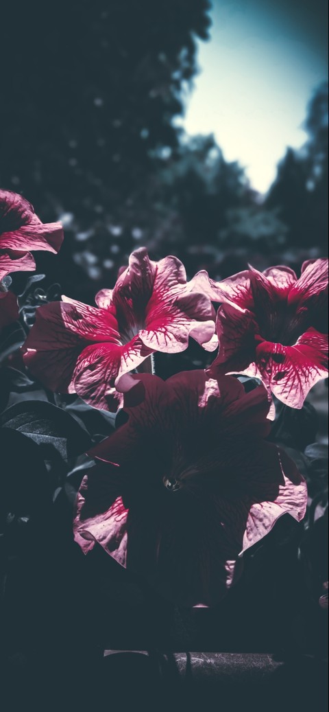 blood flowers