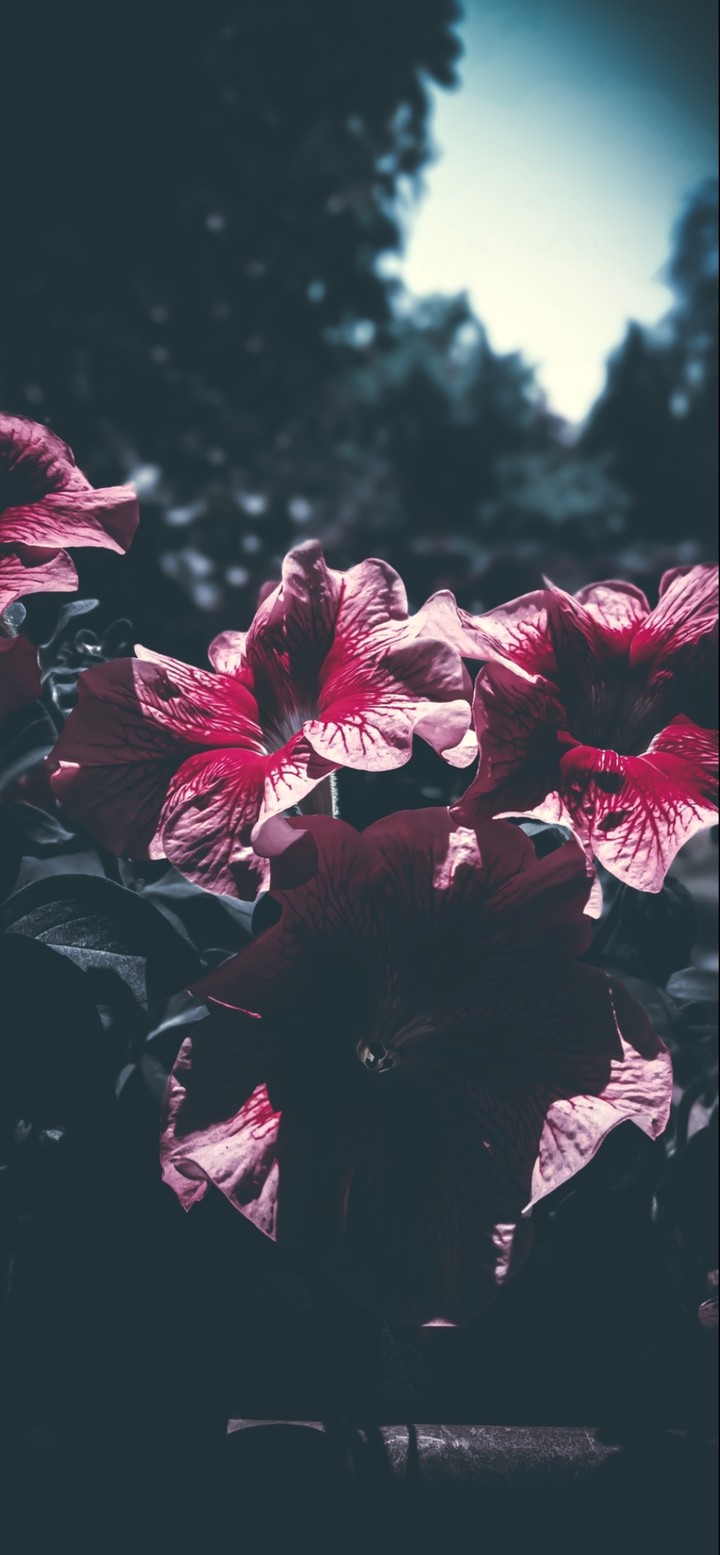 blood flowers