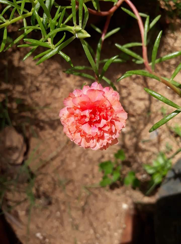 Purslane
