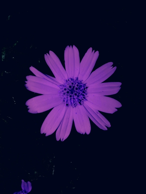 flowers is beutyfull