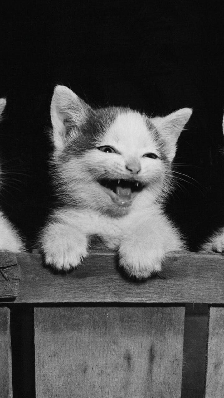 Kitten