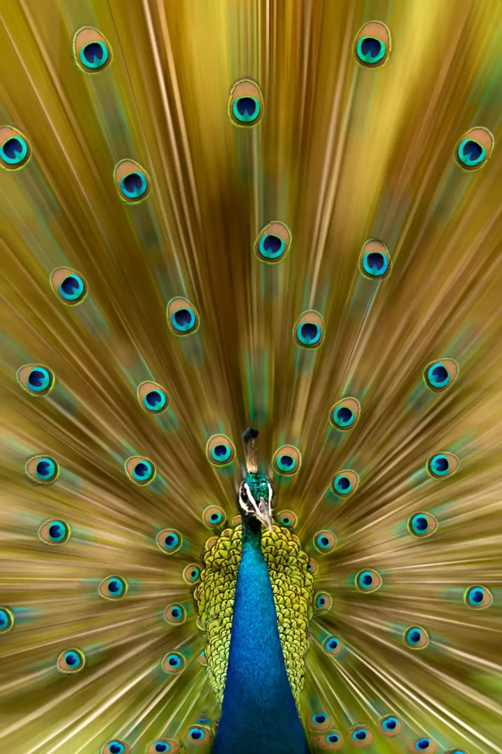 peacock